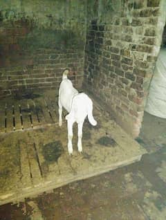 white bakra