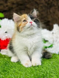 Rare Persian Calico Female Kitten Ready For New Home