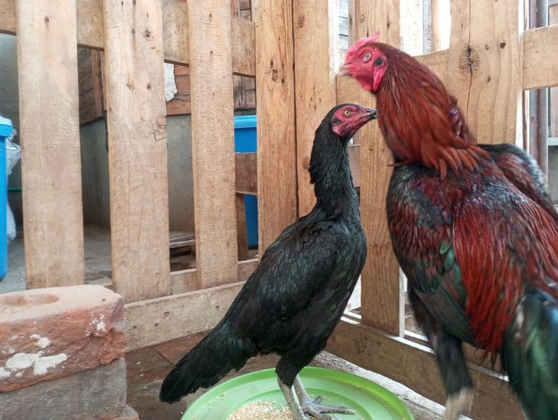 Aseel hen pair for sale 3