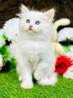 Persian Blue Eyes Female Kitten Kitten Ready For New Home