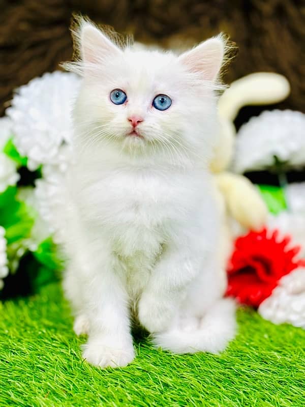 Persian Blue Eyes Female Kitten Kitten Ready For New Home 1