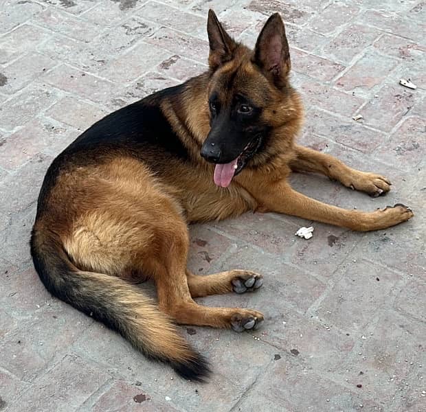 German shepherd Male 1