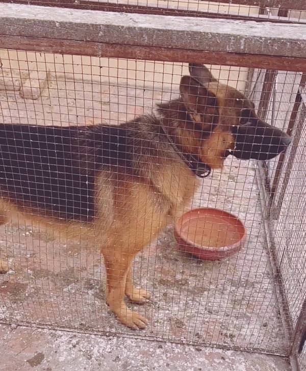 German shepherd Male 2