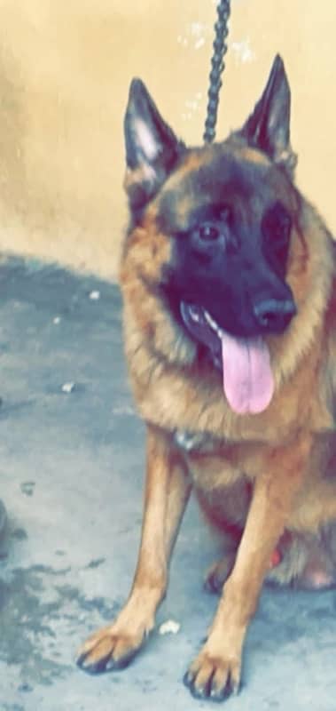 German shepherd Male 3