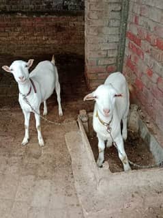 1 Male 1 female mother son Healthy goat