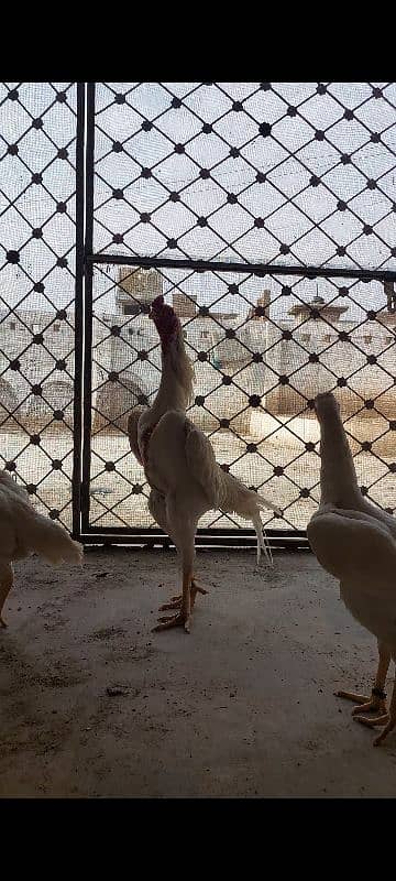 Ring bird German white O Shamo fresh eggs Available 0