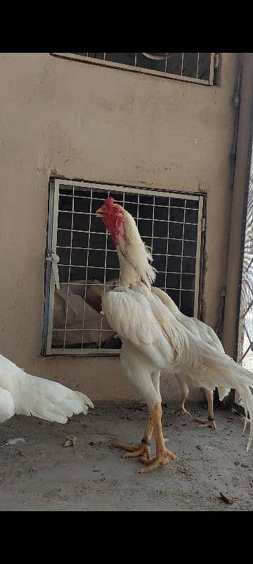 Ring bird German white O Shamo fresh eggs Available 1