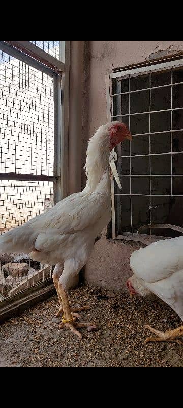 Ring bird German white O Shamo fresh eggs Available 2