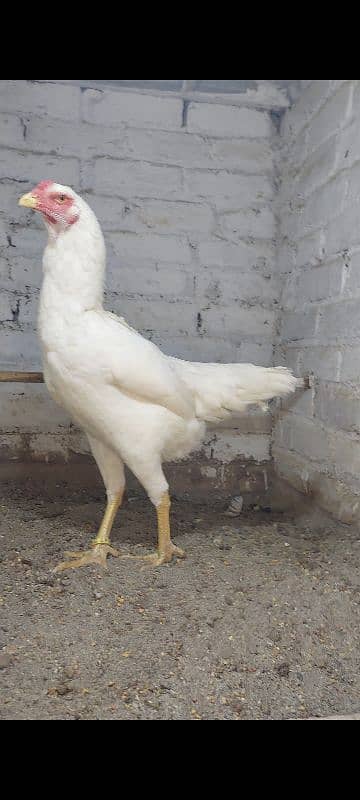 Ring bird German white O Shamo fresh eggs Available 3