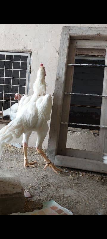 Ring bird German white O Shamo fresh eggs Available 5