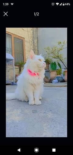 persian female cat