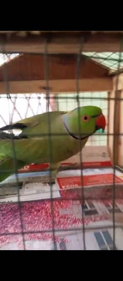 Ringneck breeder male for sale