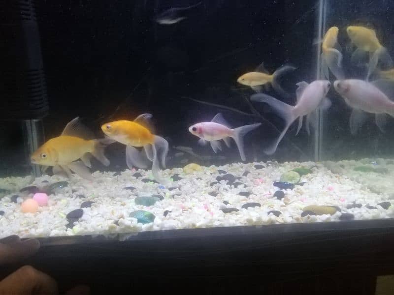 complete aquriam setup including fish for sale 1