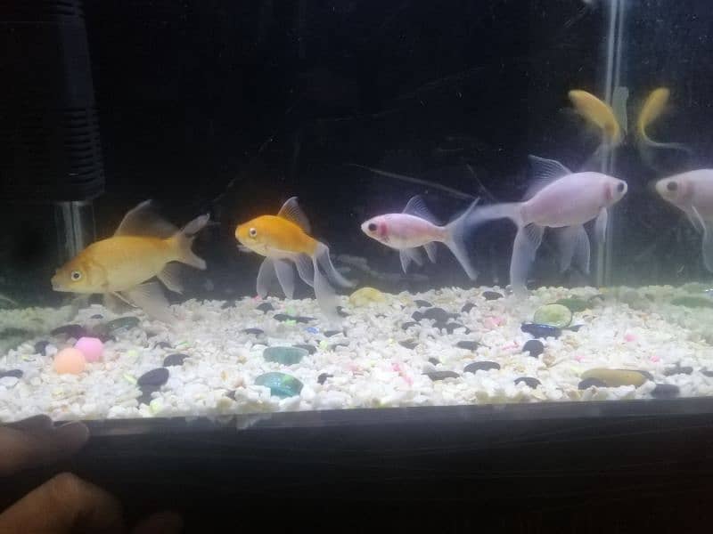 complete aquriam setup including fish for sale 2