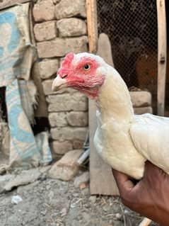 Full pure White Aseel hen available