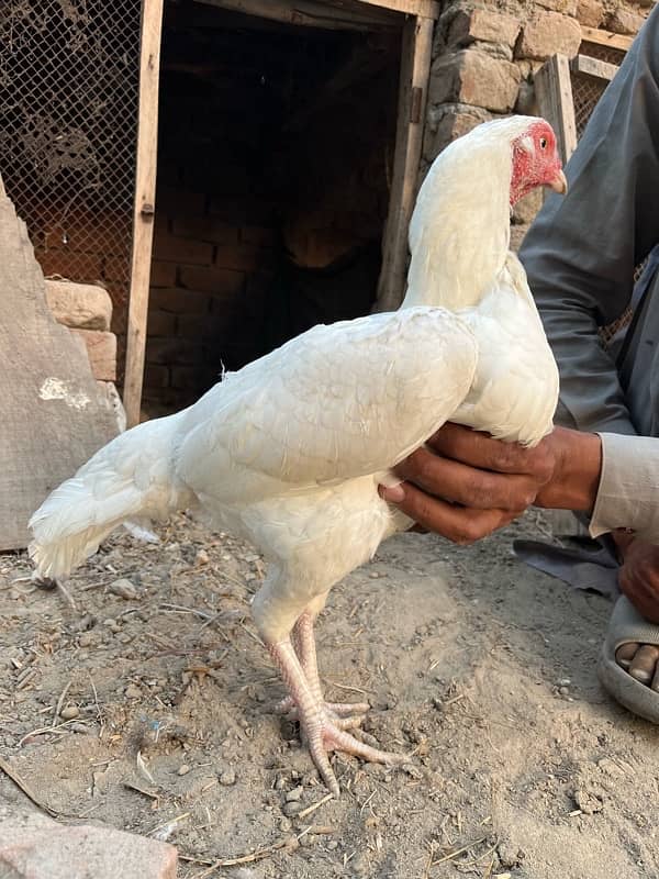 Sale Sale Full pure White Aseel hen available 1