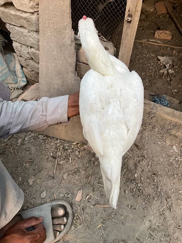 Sale Sale Full pure White Aseel hen available 3