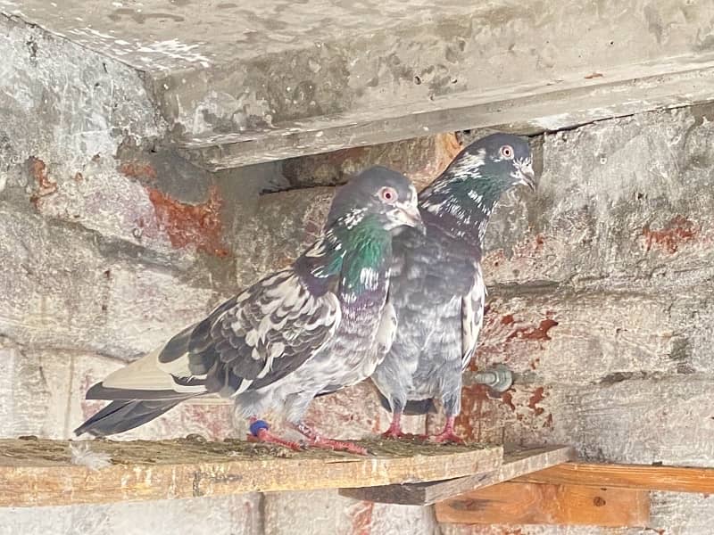 pigeons pair for sale 0