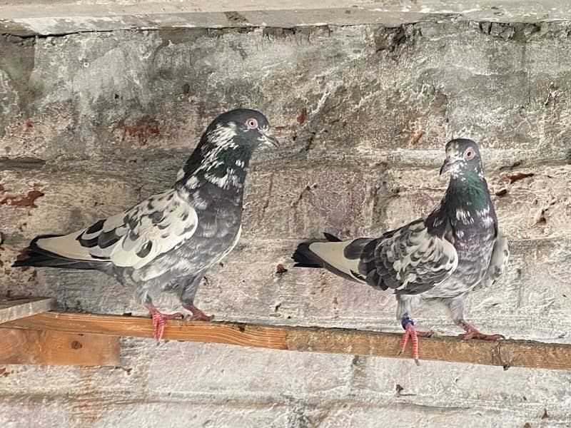 pigeons pair for sale 1