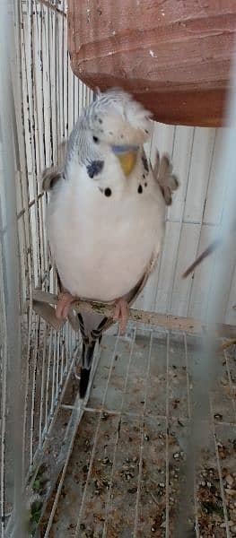 Hogoromo double flower budgie pair for sale. 0