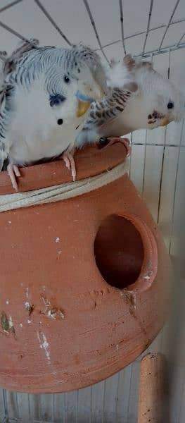 Hogoromo double flower budgie pair for sale. 1