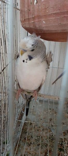 Hogoromo double flower budgie pair for sale. 2