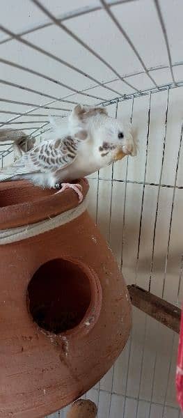 Hogoromo double flower budgie pair for sale. 3