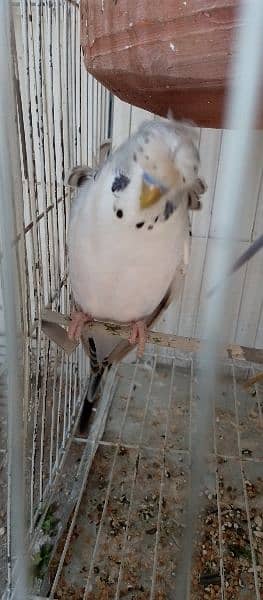 Hogoromo double flower budgie pair for sale. 4