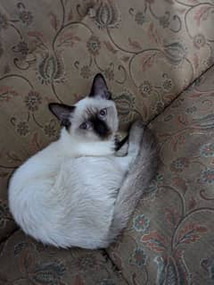 Siamese cat