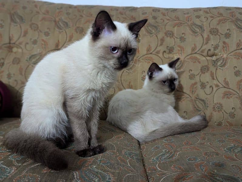 Siamese cat 2