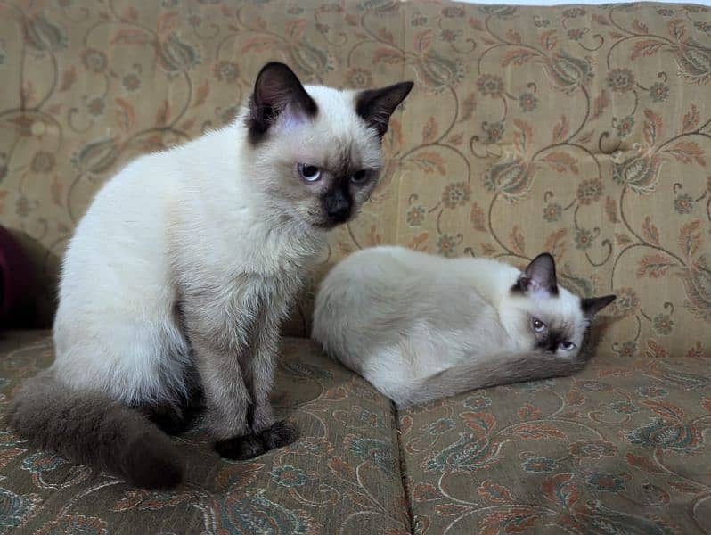 Siamese cat 3