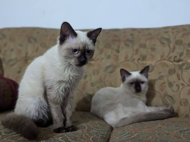 Siamese cat 4