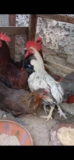 ghar k desi golden misri murghy cock, price per piece