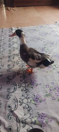 6month male duck for sale