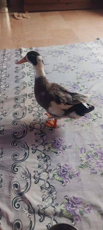 6month male duck for sale 0