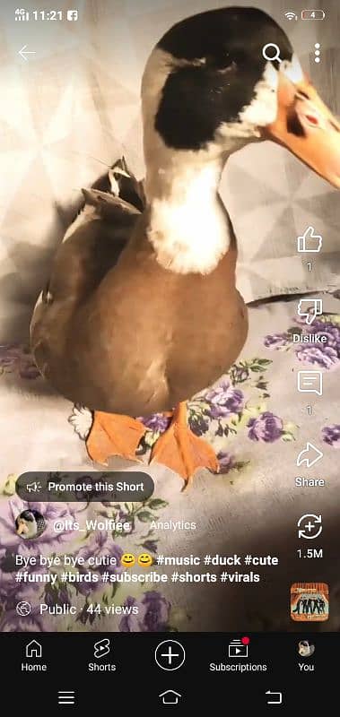 6month male duck for sale 1