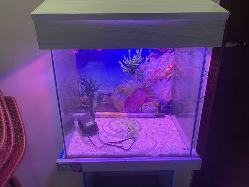 fish aquarium 2