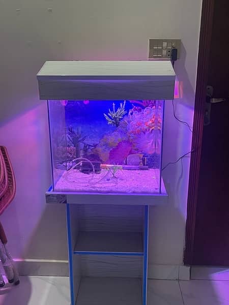 fish aquarium 4