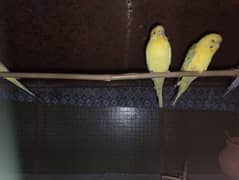 Australian Budgies (Red eyes)