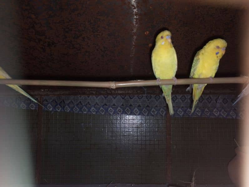 Australian Budgies (Red eyes) 1