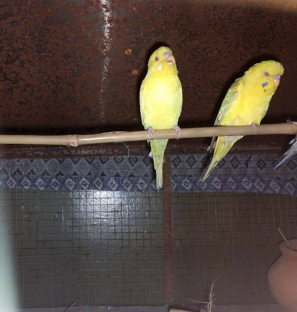 Australian Budgies (Red eyes) 2