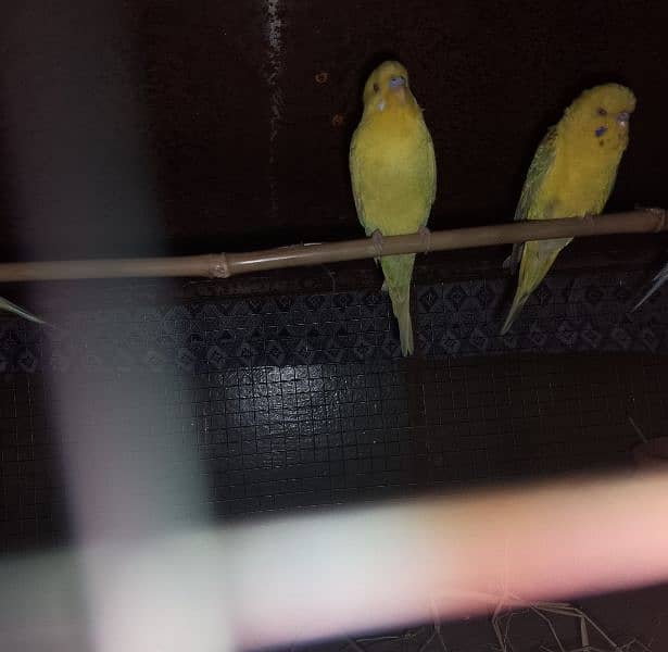 Australian Budgies (Red eyes) 3