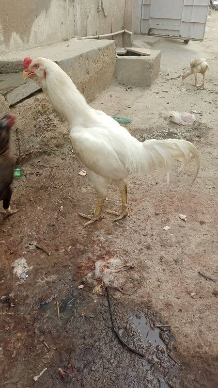 Aseel Galwa Qandhari Chicks 2 Months old 4