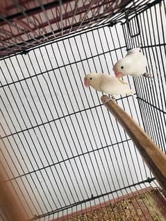 Lovebirds, Albino, Pastelino, Decino