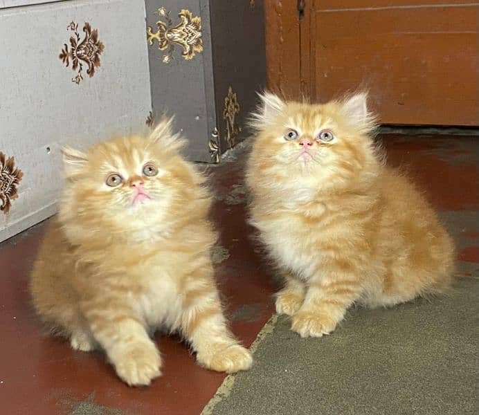 Persian kittens available now 03104479848 1