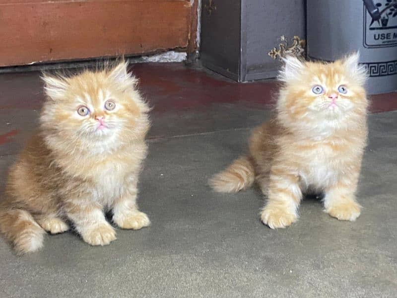 Persian kittens available now 03104479848 5