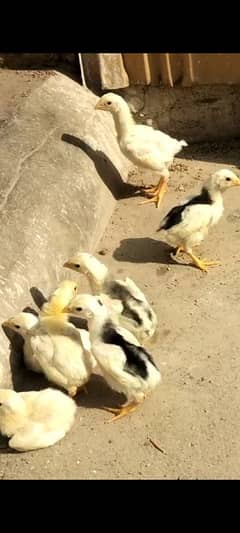 o shamo chicks available