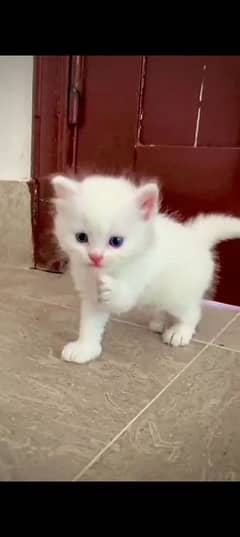 persian cat