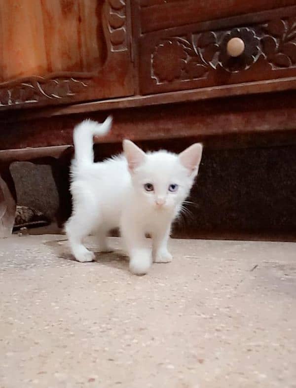 persion cat for sale female 0