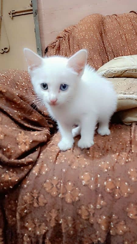 persion cat for sale female 1